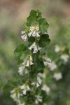 Wax Currant blossoms & foliage