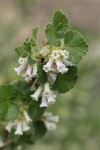 Wax Currant blossoms & foliage