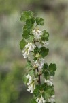 Wax Currant blossoms & foliage