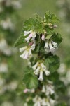 Wax Currant blossoms & foliage