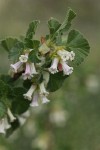 Wax Currant blossoms & foliage