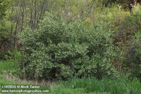 Ribes cereum