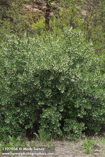 Ribes cereum