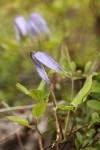 Western Blue Clematis