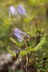 Western Blue Clematis