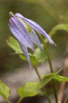 Western Blue Clematis blossom