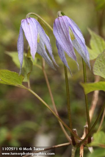 Clematis occidentalis