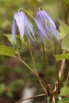 Western Blue Clematis blossoms