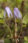 Western Blue Clematis blossoms