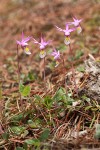 Calypso Orchids