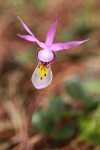 Calypso Orchid blossom