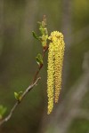 Mountain Alder female & male catkins w/ emerging foliage