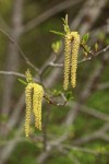 Mountain Alder female & male catkins w/ emerging foliage