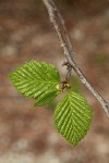 Mountain Alder new foliage