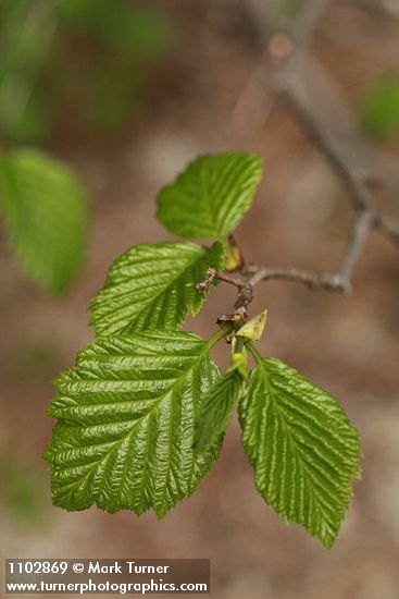 Alnus incana ssp. tenuifolia