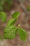 Mountain Alder new foliage