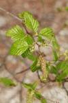 Mountain Alder new foliage, male & female catkins