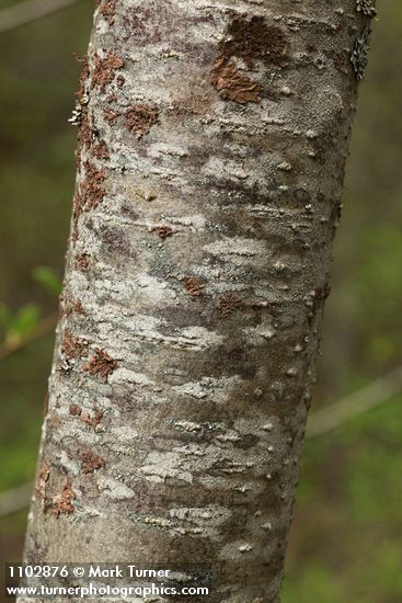 Alnus incana ssp. tenuifolia