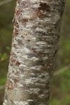 Mountain Alder bark