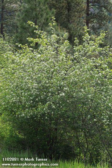 Crataegus douglasii