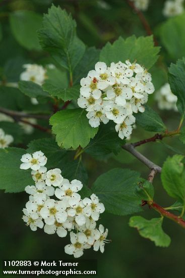 Crataegus douglasii