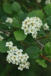 Black Hawthorn blossoms & foliage