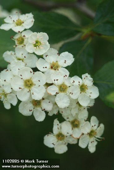 Crataegus douglasii