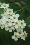 Black Hawthorn blossoms detail