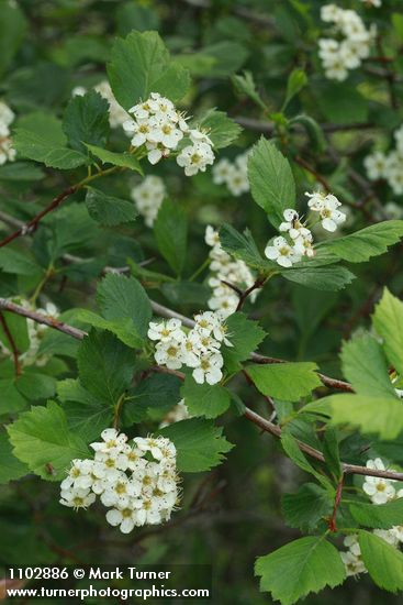 Crataegus douglasii