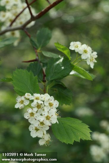 Crataegus douglasii