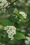 Black Hawthorn blossoms & foliage