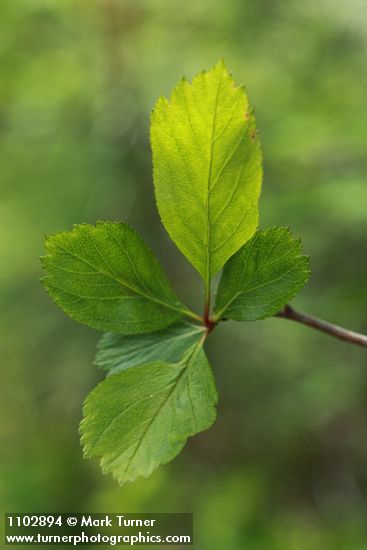 Crataegus douglasii