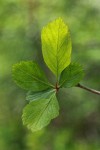 Black Hawthorn foliage detail