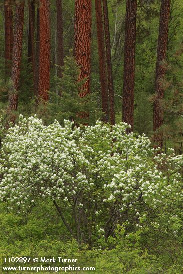 Amelanchier alnifolia; Pinus ponderosa