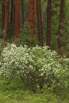 Serviceberry w/ Ponderosa Pine trunks bkgnd