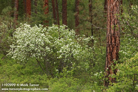 Amelanchier alnifolia; Pinus ponderosa