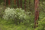 Serviceberry w/ Ponderosa Pine trunks bkgnd