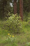 Serviceberry w/ Ponderosa Pine trunks bkgnd, Arrow-leaf Balsamroot fgnd
