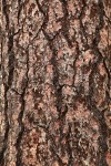 Ponderosa Pine bark