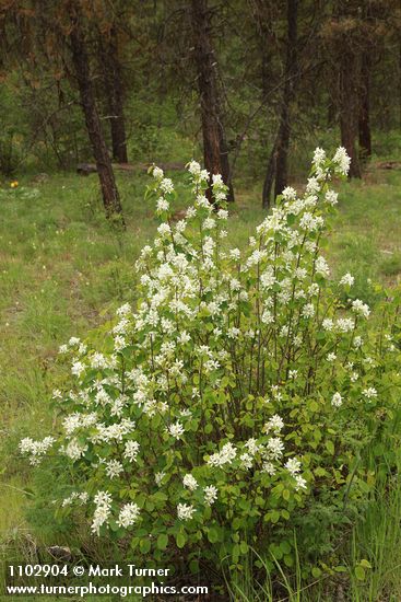 Amelanchier alnifolia