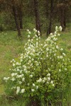 Serviceberry