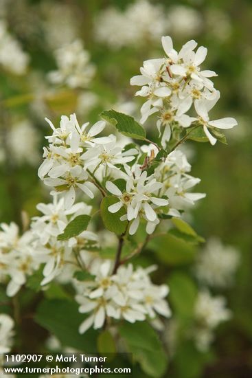 Amelanchier alnifolia