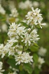 Serviceberry blossoms & foliage