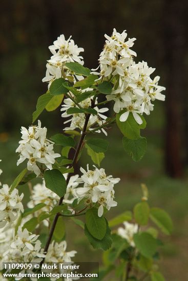 Amelanchier alnifolia