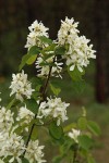 Serviceberry blossoms & foliage