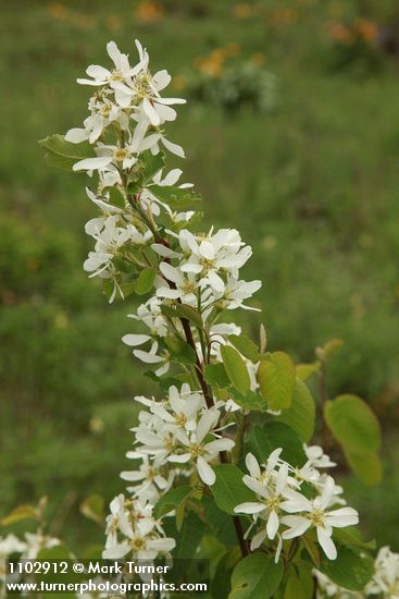 Amelanchier alnifolia