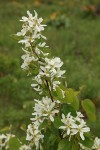 Serviceberry blossoms & foliage