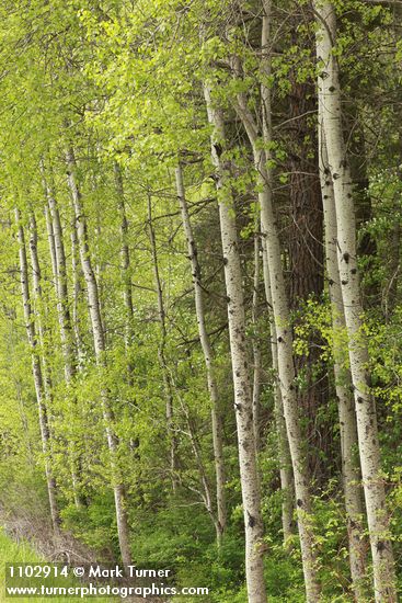 Populus tremuloides