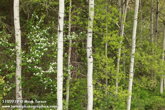 Amelanchier alnifolia; Populus tremuloides