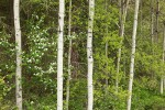 Serviceberry among Aspen trunks